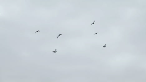 flock of pigeons flying - slowmotion 180fps