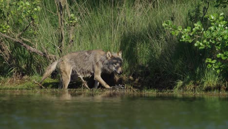 Grey-wolf-trudges-through-shallows-of-river-bank,-low-angle-tracking