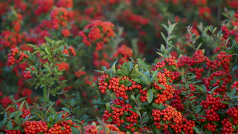 Firethorn-Plant-With-Red-Berry-like-Pome-Fruits-At-Gaetgol-Ecological-Park-In-Siheung,-South-Korea---focus-pulling-close-up