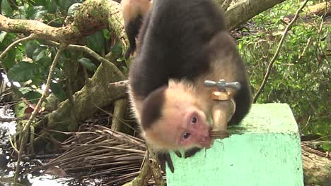 a capuchin monkey drinks from a water fountain