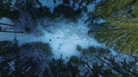 Zoom-out-shot-of-a-male-hiker-walking-through-snow-covered-forest-surrounded-by-tall-coniferous-green-trees