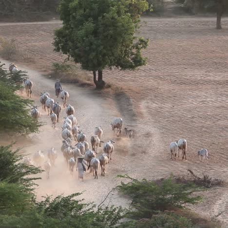 Hirte-Führt-Seine-Herde-In-Myanmar-Birma