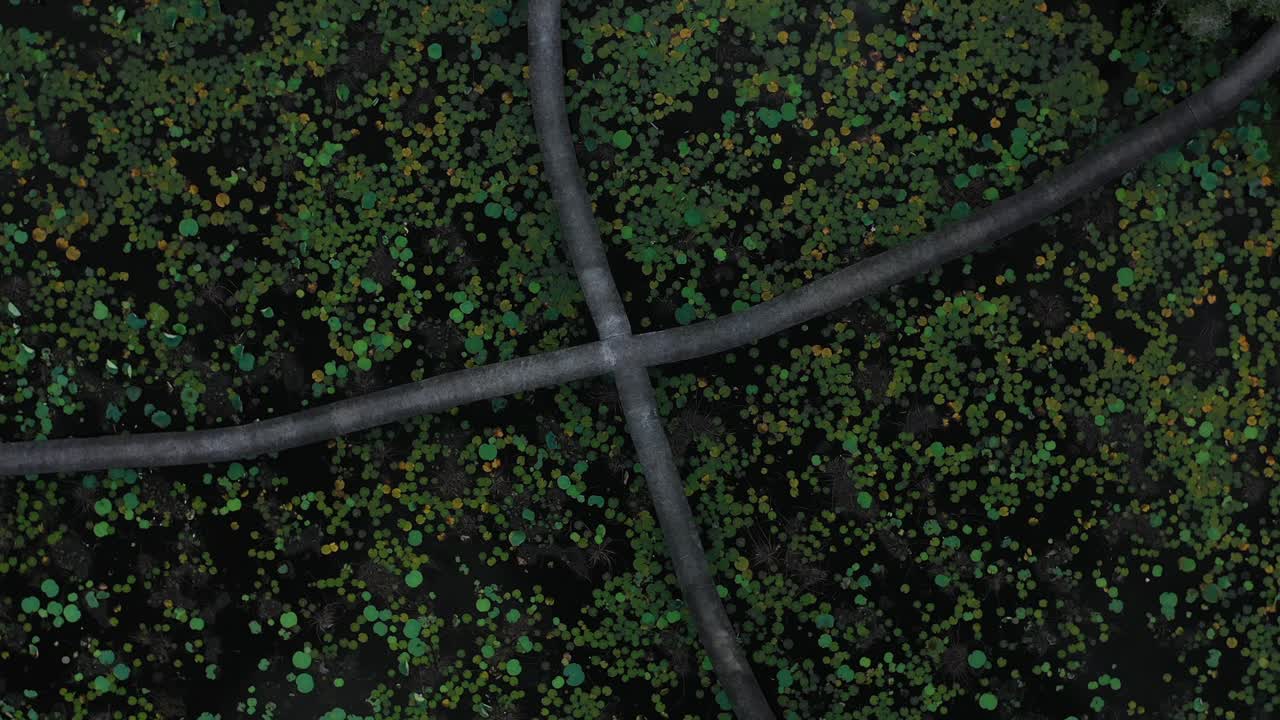 베트남 메콩 삼각주에 있는 수련 연못을 통과하는 통로의 하향식 빠른 시계 방향 회전 조감도