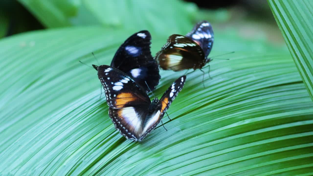 두 마리의 나비가 초록색 잎에 상호 작용하고 있습니다.