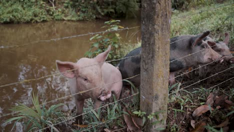 Schweine-Hinter-Stacheldrahtzaun-Am-Fluss