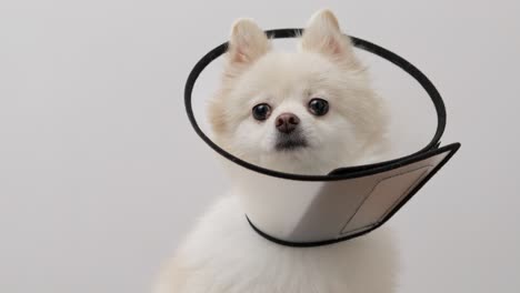 close-up view of a white dog