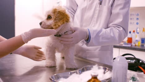 veterinario examinando al perro