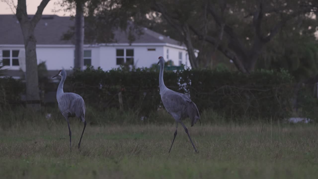 Sandhill cranes walking in backyard grass field at dusk