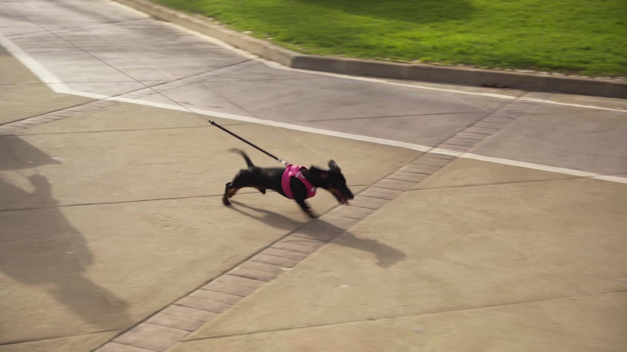 Cagnolino che fa una passeggiata e cerca di correre più velocemente al guinzaglio tirando