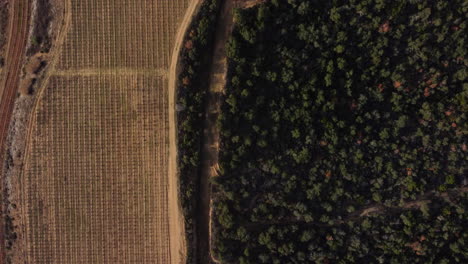 aerial view of vineyard and forest