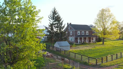 flock of sheep approaches barn