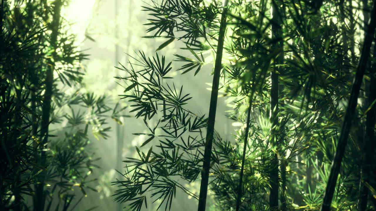 Luce del sole che filtra attraverso una lussureggiante foresta di bambù durante una serena mattinata