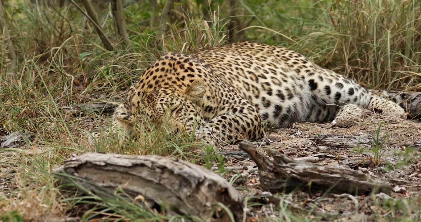 Genç erkek leopar, son avından karnını doyurduktan sonra gölgede soluklanıyor.
