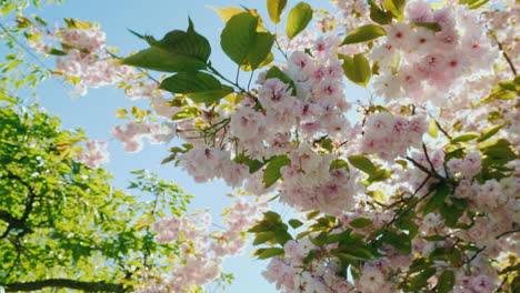 cherry blossom in sunlight