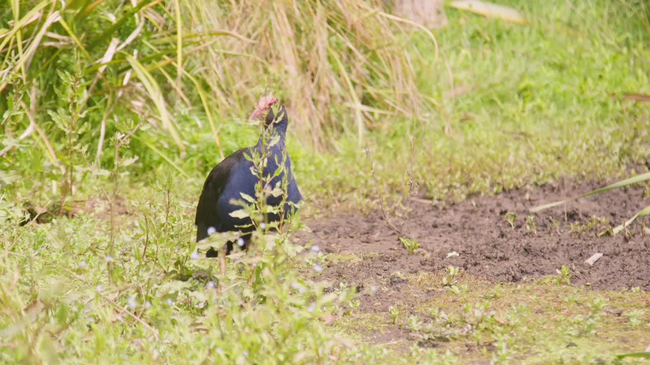 A Pukeko standing in a wetland with wind in New Zealand