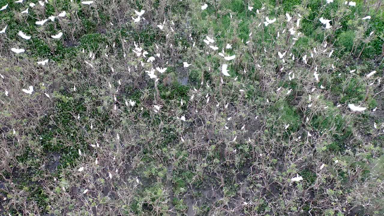寮、鳥、野生動物のサギの群れのドローン ビュー
