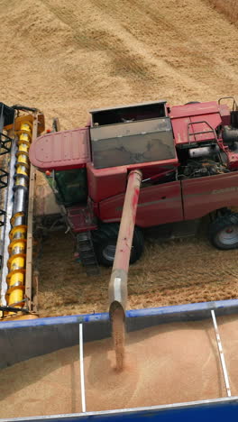 agricultural huge combine harvesting cereals. big harvester machine gathering plants in yellow field. vertical video