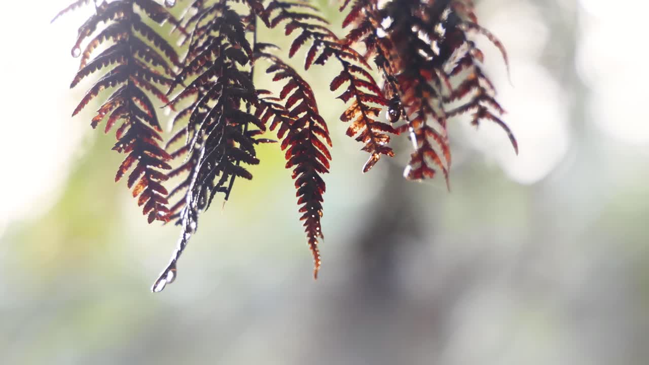 primer plano de hojas en un bosque tropical