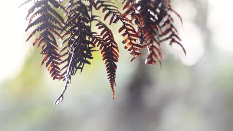 close-up of leaves in a rainforest