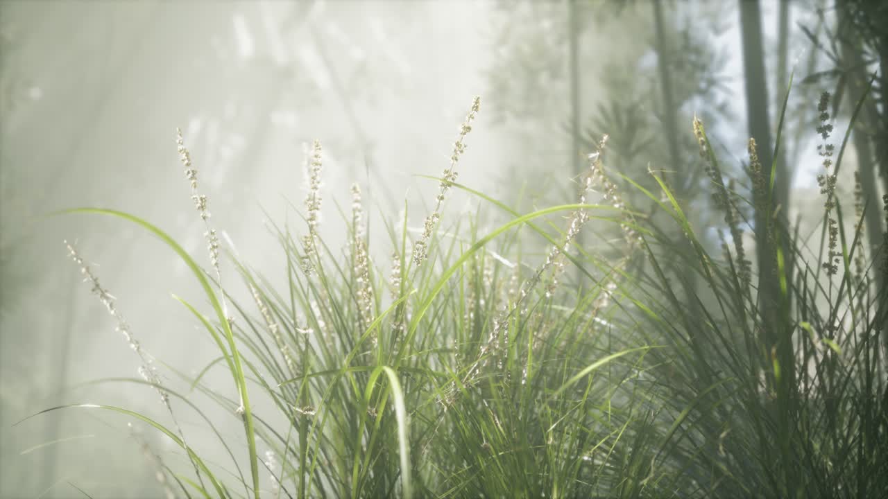 잔디 꽃 필드와 부드러운  ⁇ 빛을 배경으로.