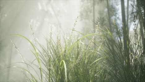 grass flower field with soft sunlight for background.