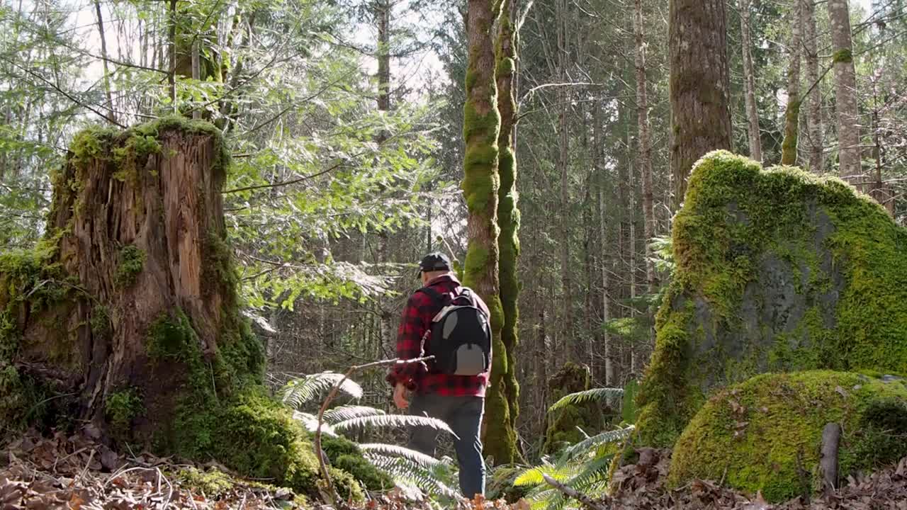 hombre caminando entre tocón y gran roca en un bosque lluvioso de la costa oeste en la isla de vancouver, canadá