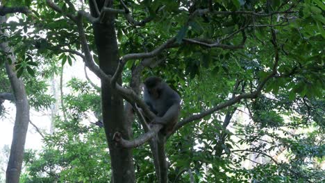 a wild rhesus monkey, formally known as rhesus macaque, is seen on a tree branch at shing mun park in hong kong