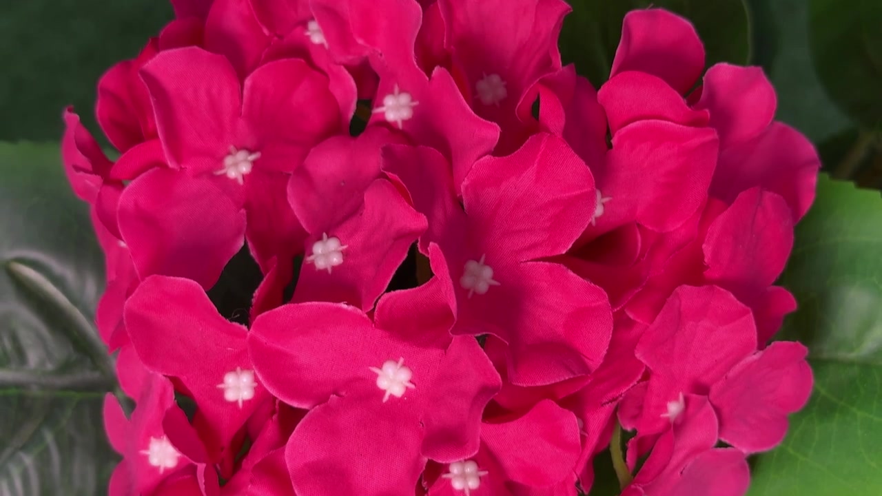 Vibrant Pink Artificial Hydrangea Flowers with Green Leaves