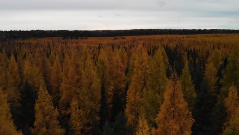 Flying-over-the-canopy-of-orange-larch-trees-in-autumn-in-Alberta,-Canada