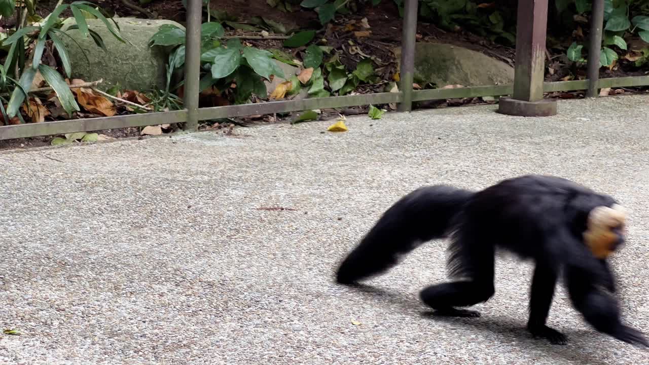 dos machos juguetones monos saki de cara blanca jugando en el suelo, persiguiéndose en las maravillas del río singapur, zoológico safari, reservas de vida silvestre mandai