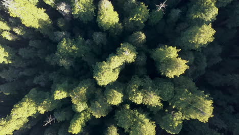 over bright green coastal redwood tree forest -aerial descend