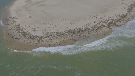 miles de focas en la playa de pelican point, walvis bay, namibia - antena