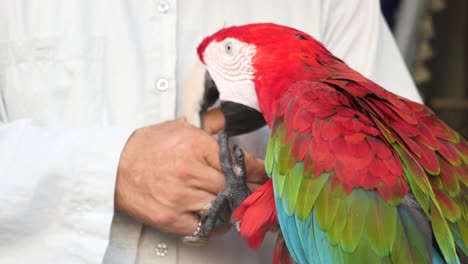 persona que sostiene un loro colorido