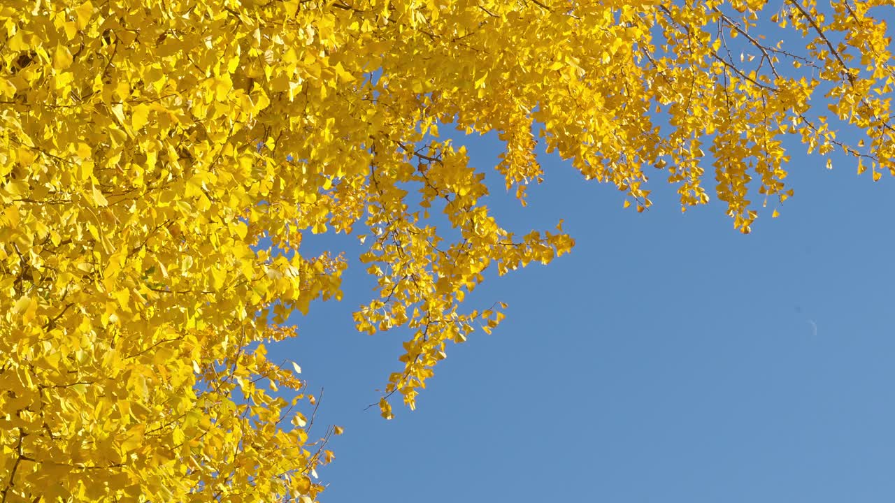 A vibrant view looking up at golden Ginkgo biloba branches against a clear blue sky, showcasing the beauty of autumn foliage.