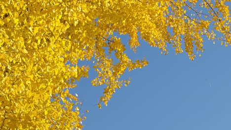a vibrant view looking up at golden ginkgo biloba branches against a clear blue sky, showcasing the beauty of autumn foliage.