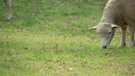 Head-Close-up-of-One-Wiltipoll-Sheep-Grazes-Grass-in-Green-Meadow-on-Sunny-Day