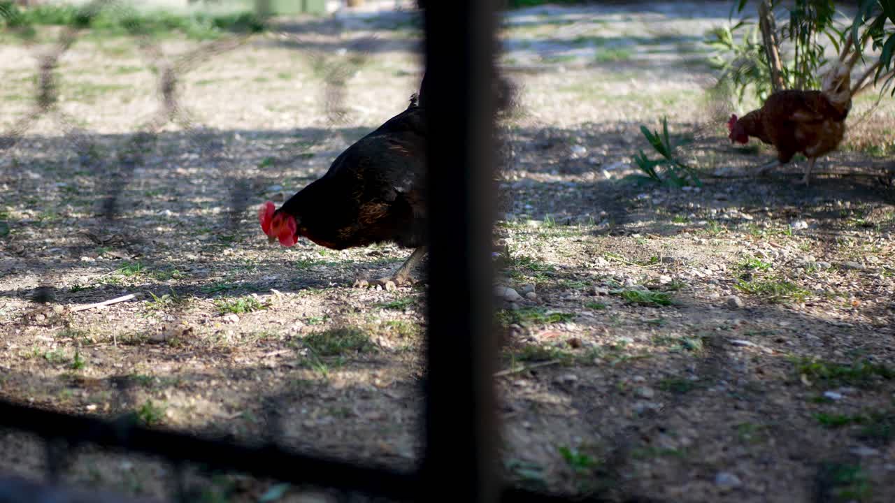 gallina negra y marrón comiendo