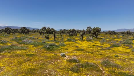 Die-Mojave-Wüstenlandschaft-Voller-Bunter-Wildblumen-Zwischen-Den-Joshua-Bäumen---Luftüberflug