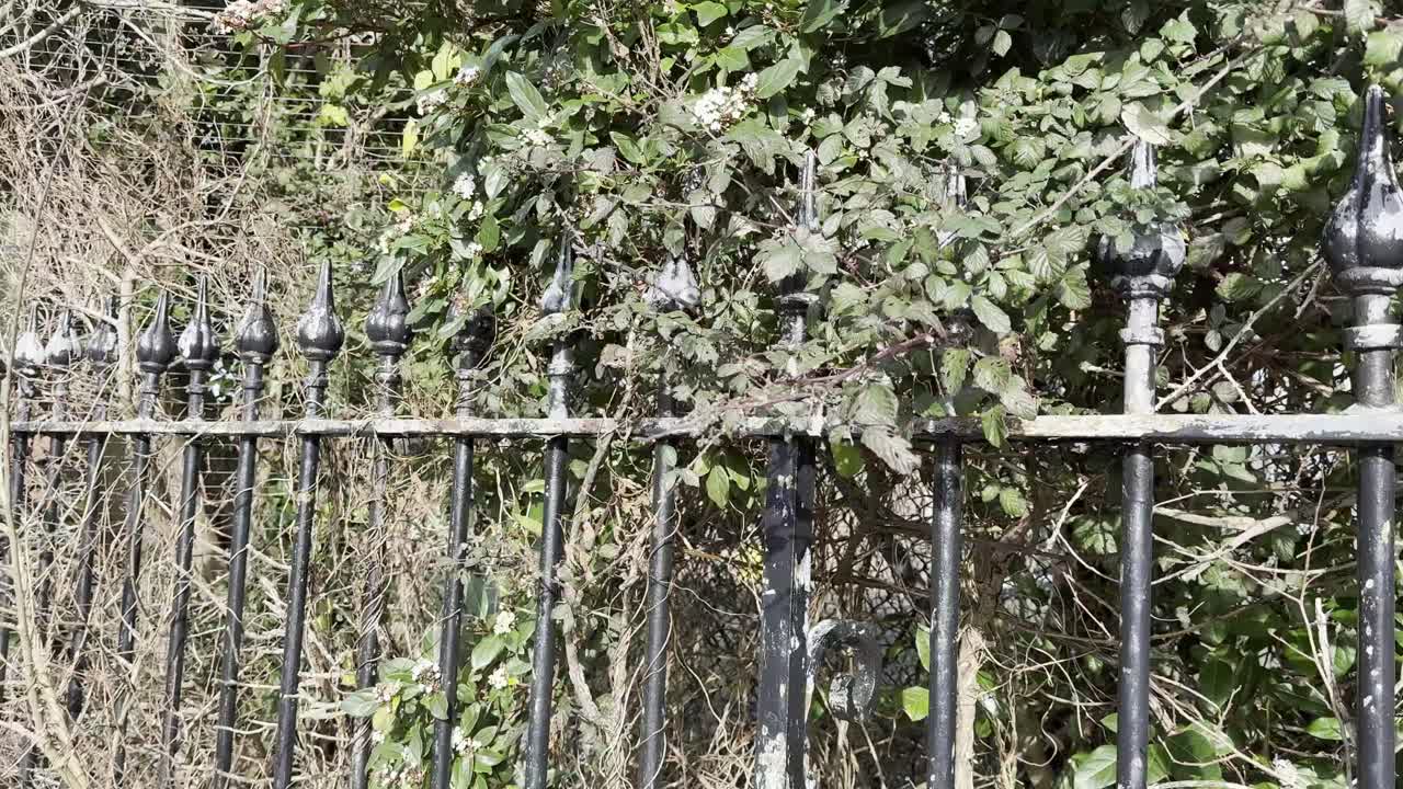 Valla de Hierro Negro Ornamentada con Enredaderas Crecidas bajo un Viento Fuerte
