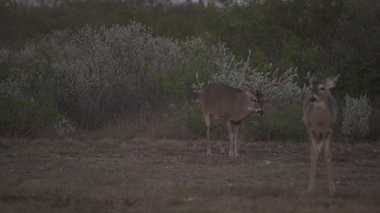 ciervos en la naturaleza
