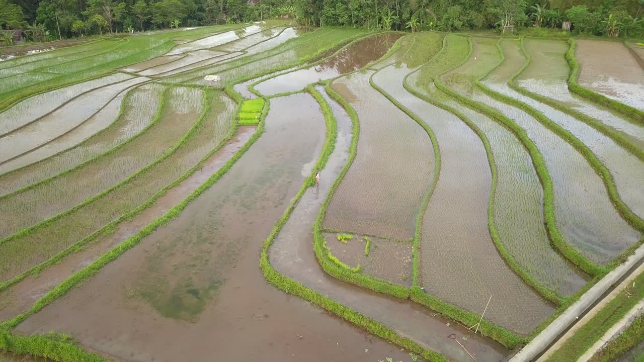 trabajo del agricultor en el campo de arroz, java central, indonesia