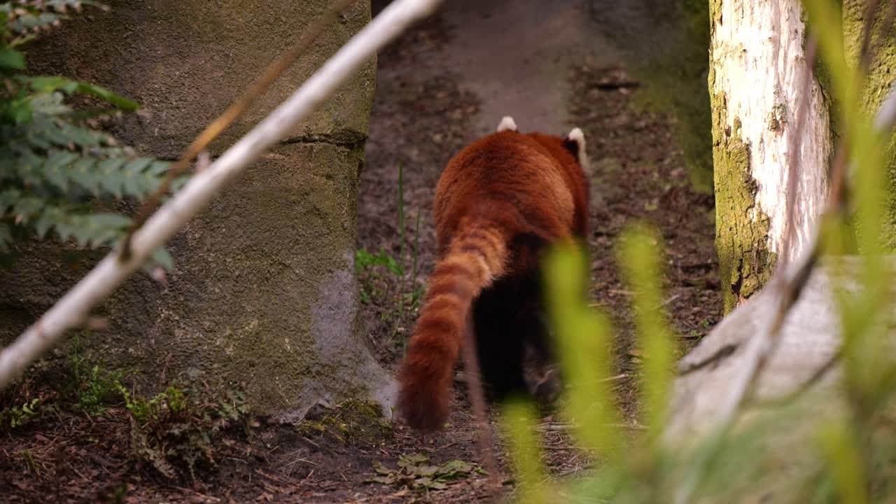 ⁇ 은 판다 가 숲 길 을 따라 우아 하게 돌아다니고 있다