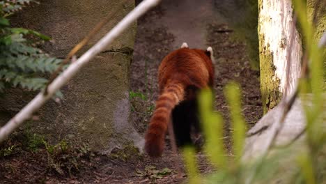 red panda gracefully roaming along a forest path