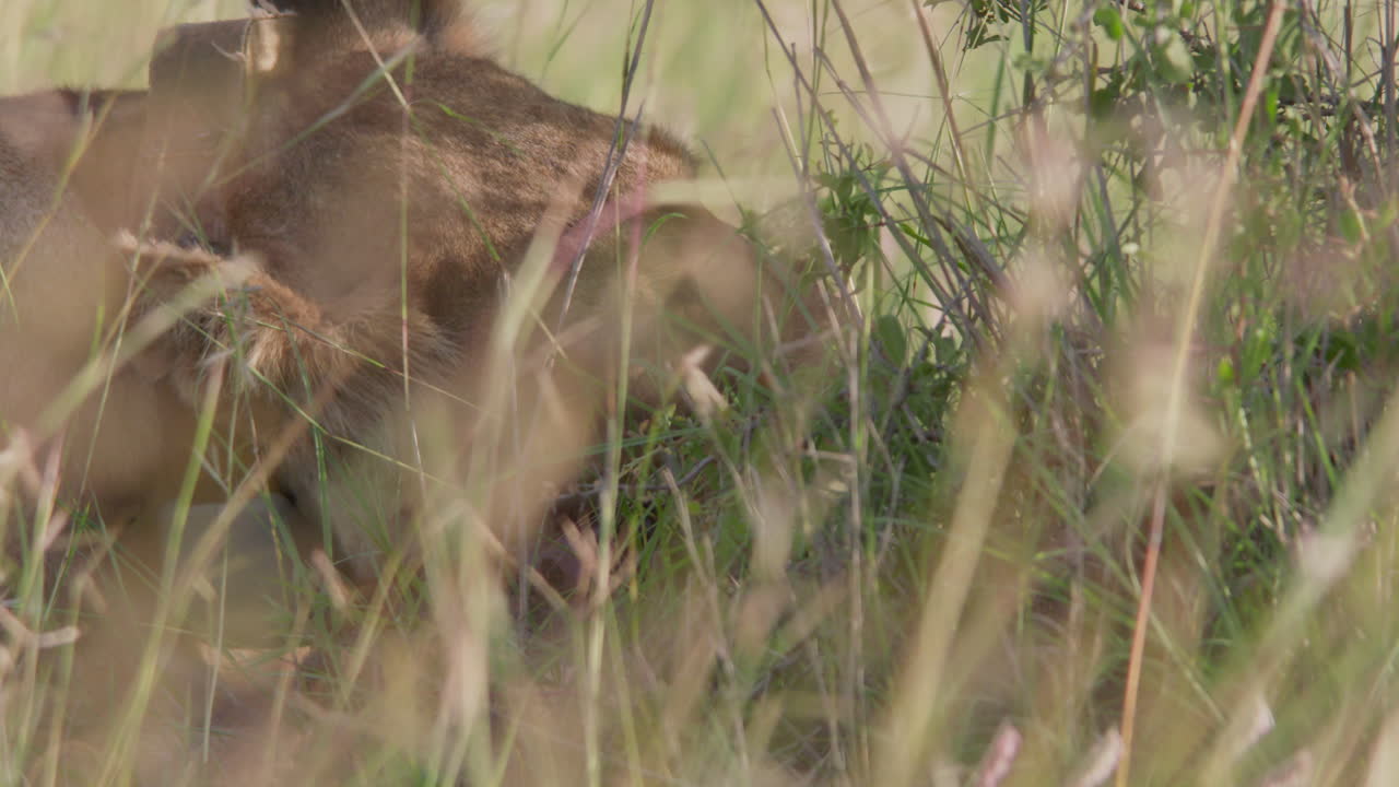 Lioness Eating Prey Hidden in Tall African Grass