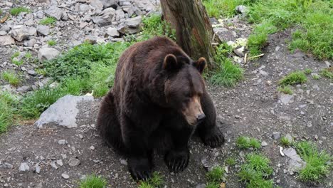 oso marrón sentado y mirando hacia la cámara, alaska