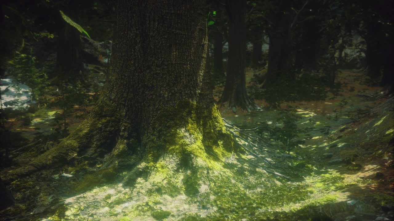 Sunlight filtering through trees in a lush forest showcasing natures beauty