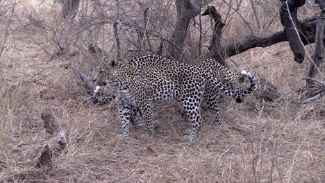la hembra de leopardo y su cachorro subadulto se mueven sobre pasto seco en sudáfrica