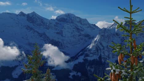 from the tree tops of pine trees decorated with cones a mighty mountain ridge covered in snow is visible