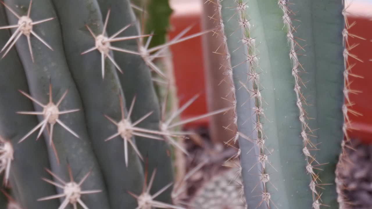 Top down view of succulent plants in slow motion. Super close-up