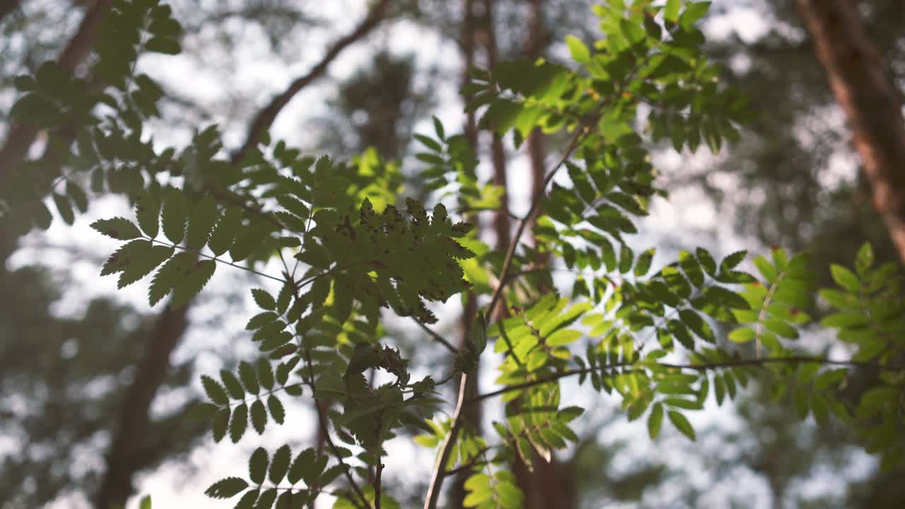 arbusto de rowan en el bosque de pinos bálticos